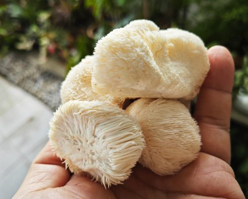 Health Benefits of Lion's Mane Mushrooms