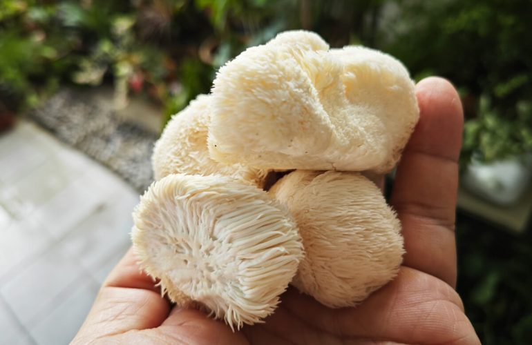 ประโยชน์สุขภาพของเห็ด Lion’s Mane